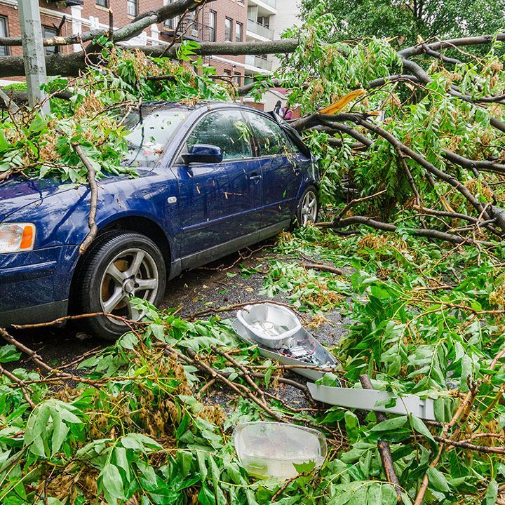 Fallen Tree On Car — Moulton, AL — Streamline Cutting LLC Fallen Tree On Car — Moulton, AL — Streamline Cutting LLC