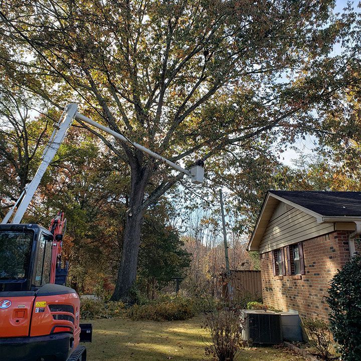 Tree Trimming — Moulton, AL — Streamline Cutting LLC