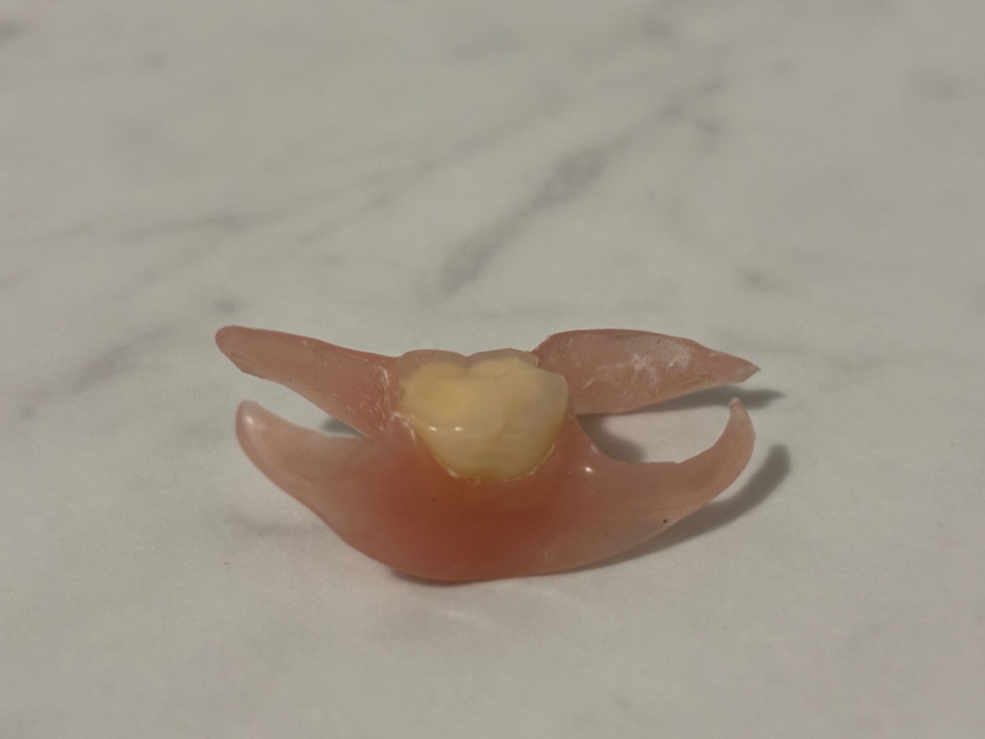Small Partial Denture on a White Surface — Precise Dentures in Berserker, QLD
