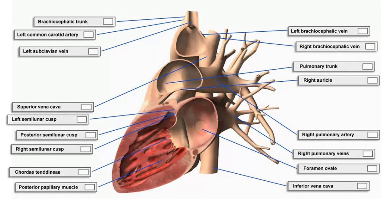 AO Body Scan DIY Quantum Health at homeAO Body Scan DIY Quantum Health at home