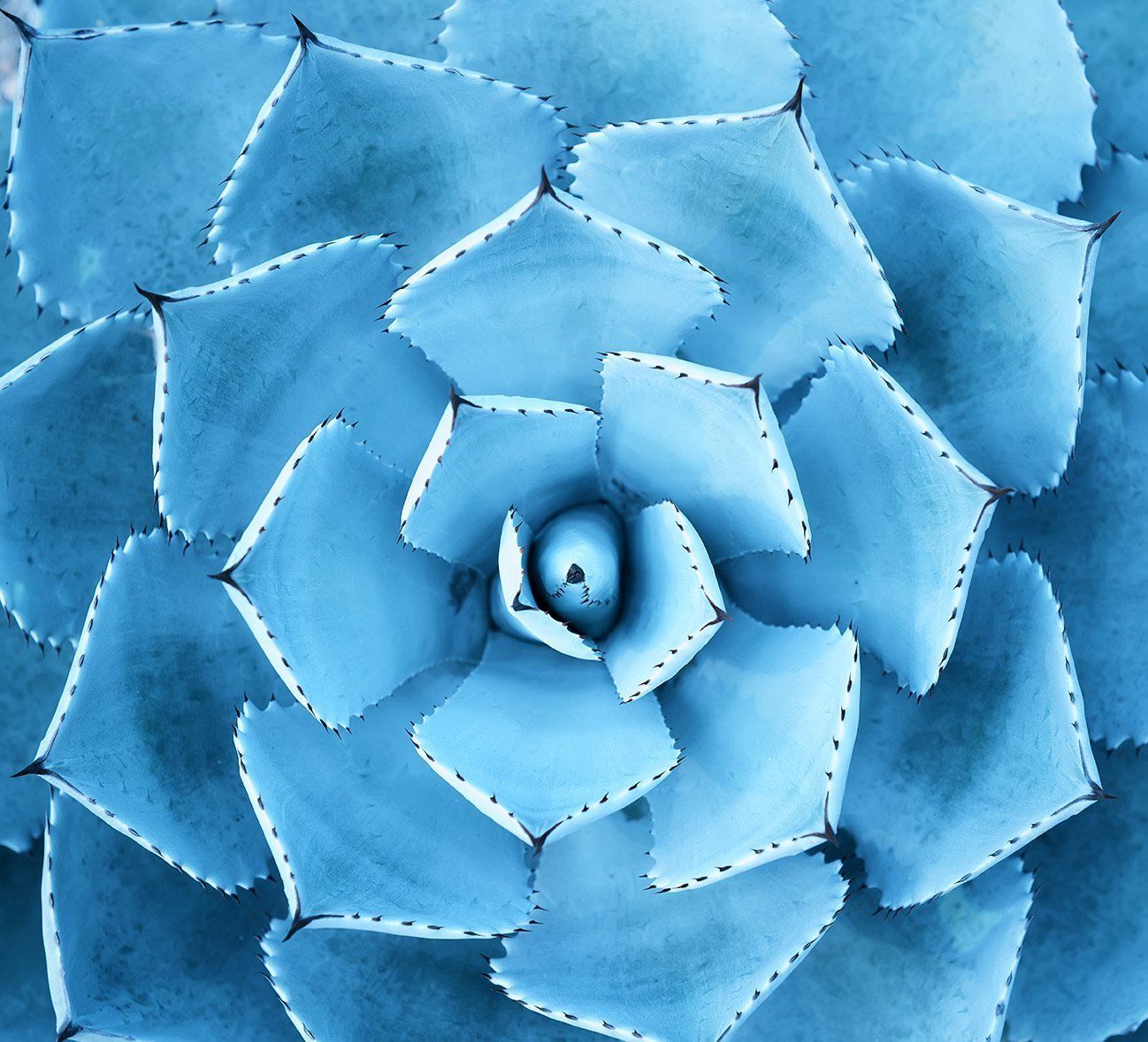 A close up of a blue flower with a white center