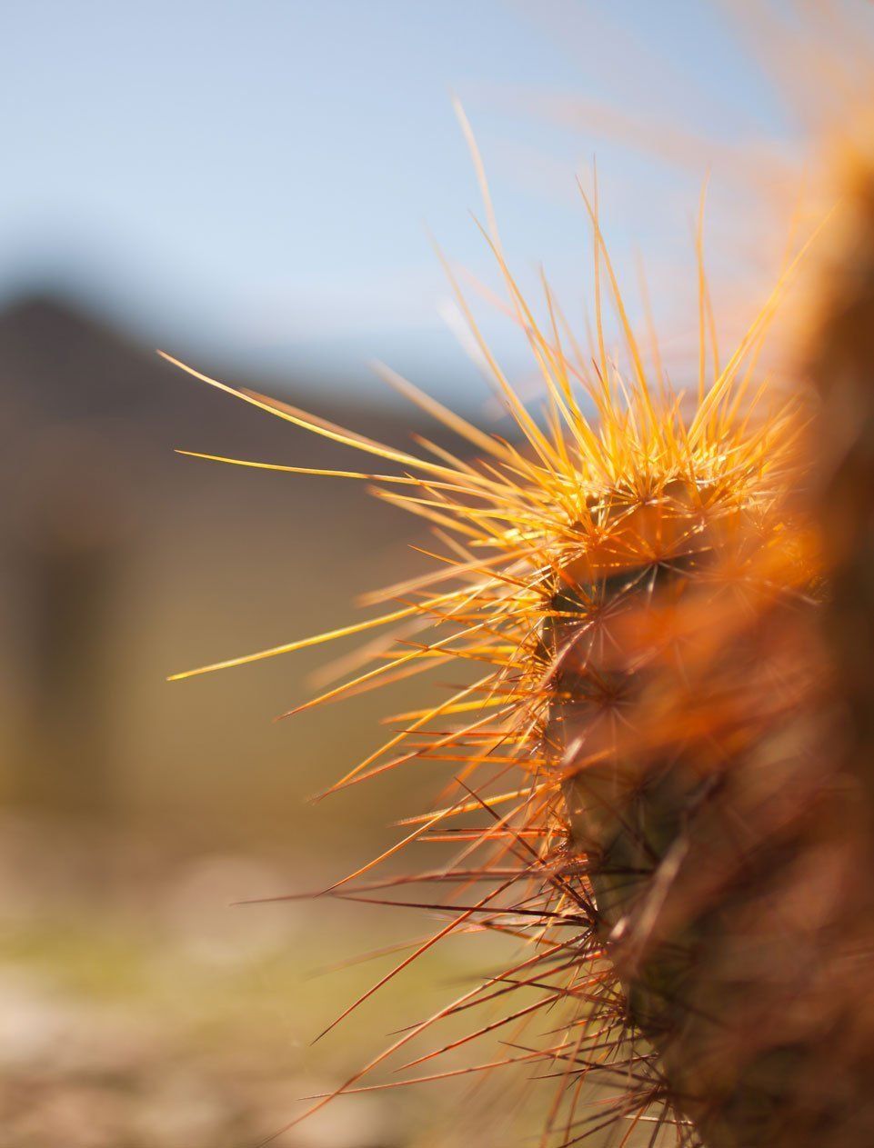 A close up of a cactus with a mountain in the background