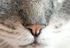 Veterinary techinician talks about ultrasound training from We See You.