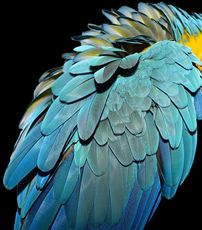 A close up of a blue and yellow parrot 's feathers