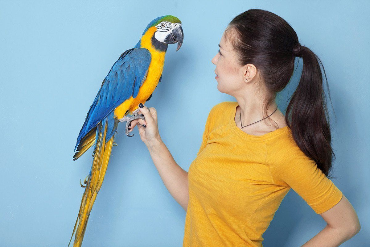 A woman is holding a blue and yellow parrot in her hand.