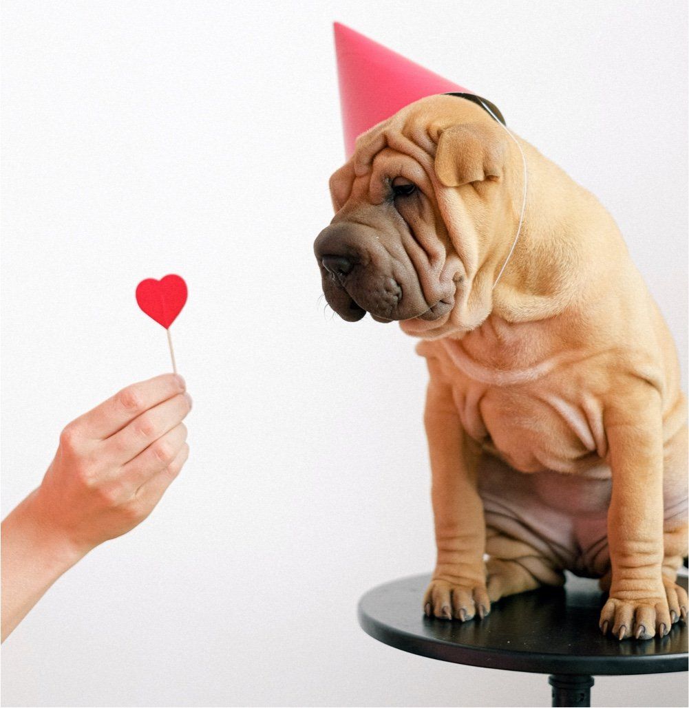 Een hand biedt een rood hartje aan een gerimpeld puppy'tje met een roze feestmutsje op, dat op een krukje zit.