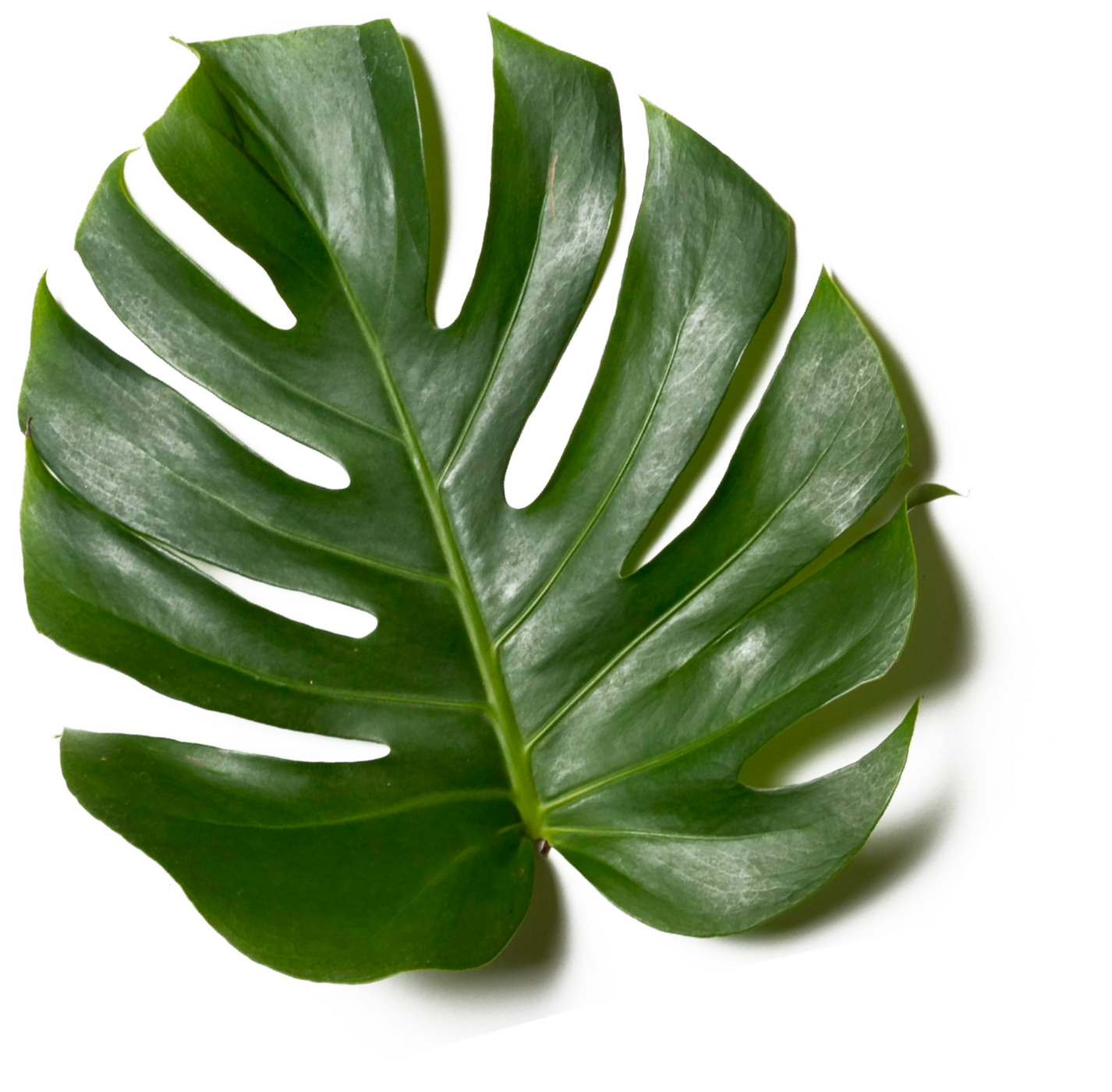 Hoja de monstera verde con agujeros, sobre fondo blanco.