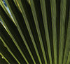 Green palm frond with sunlight shining through, showing a striped pattern.