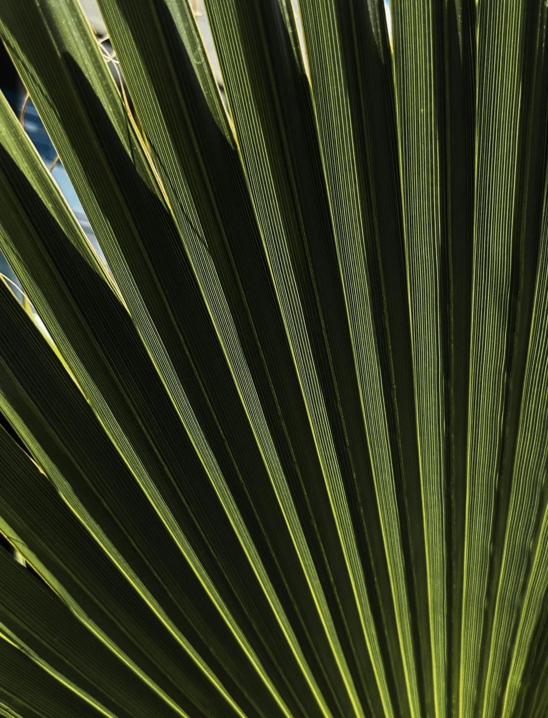 Close-up of green palm fronds with sunlight creating striped shadows
