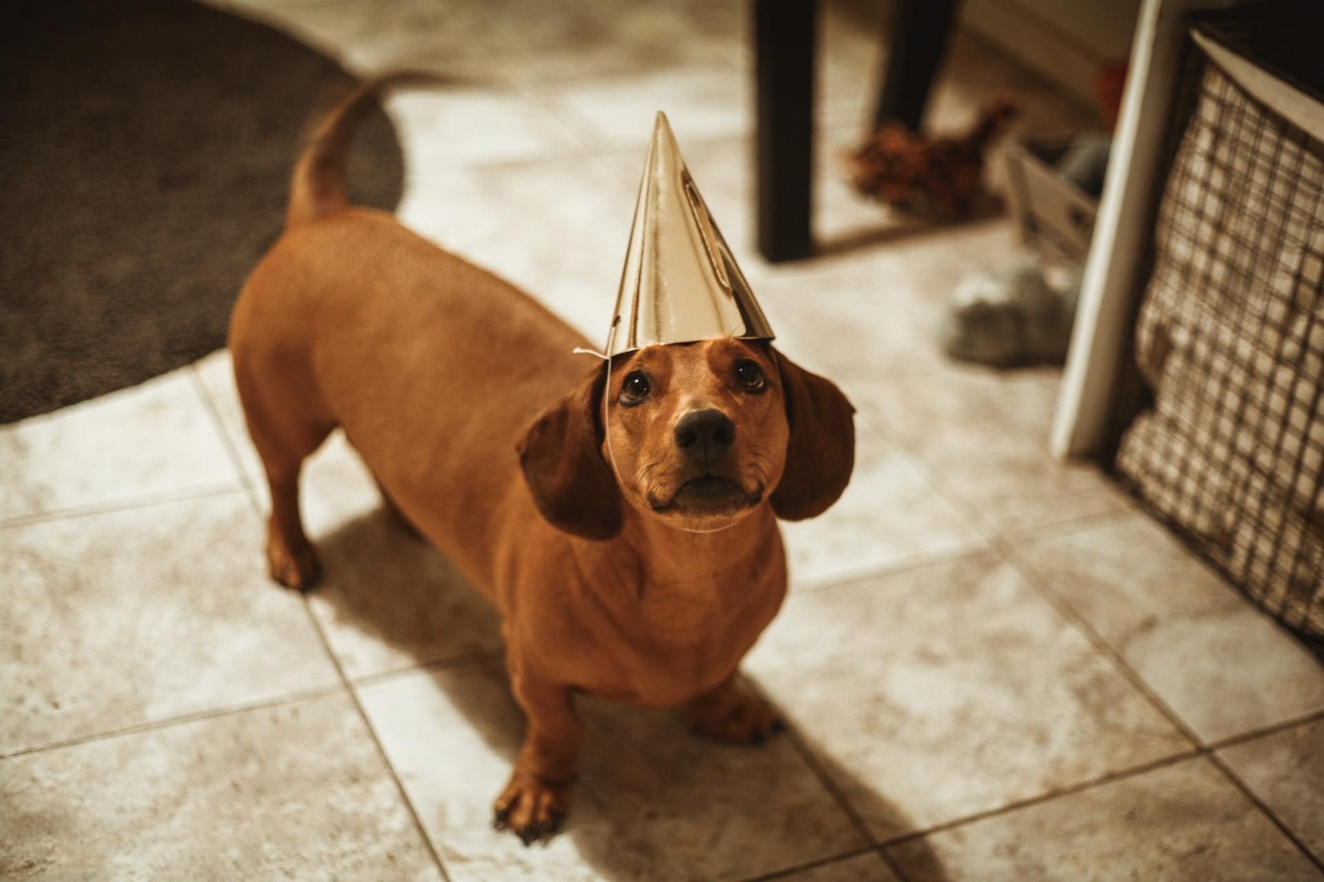A brown dachshund wearing a shiny gold party hat stands on a tiled floor and looks up at the camera.
