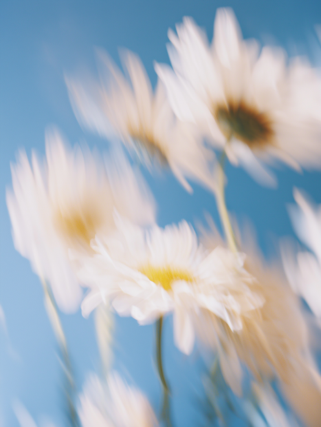 Blurred daisy against a soft sky representing gentleness and natural birth in the Philippines