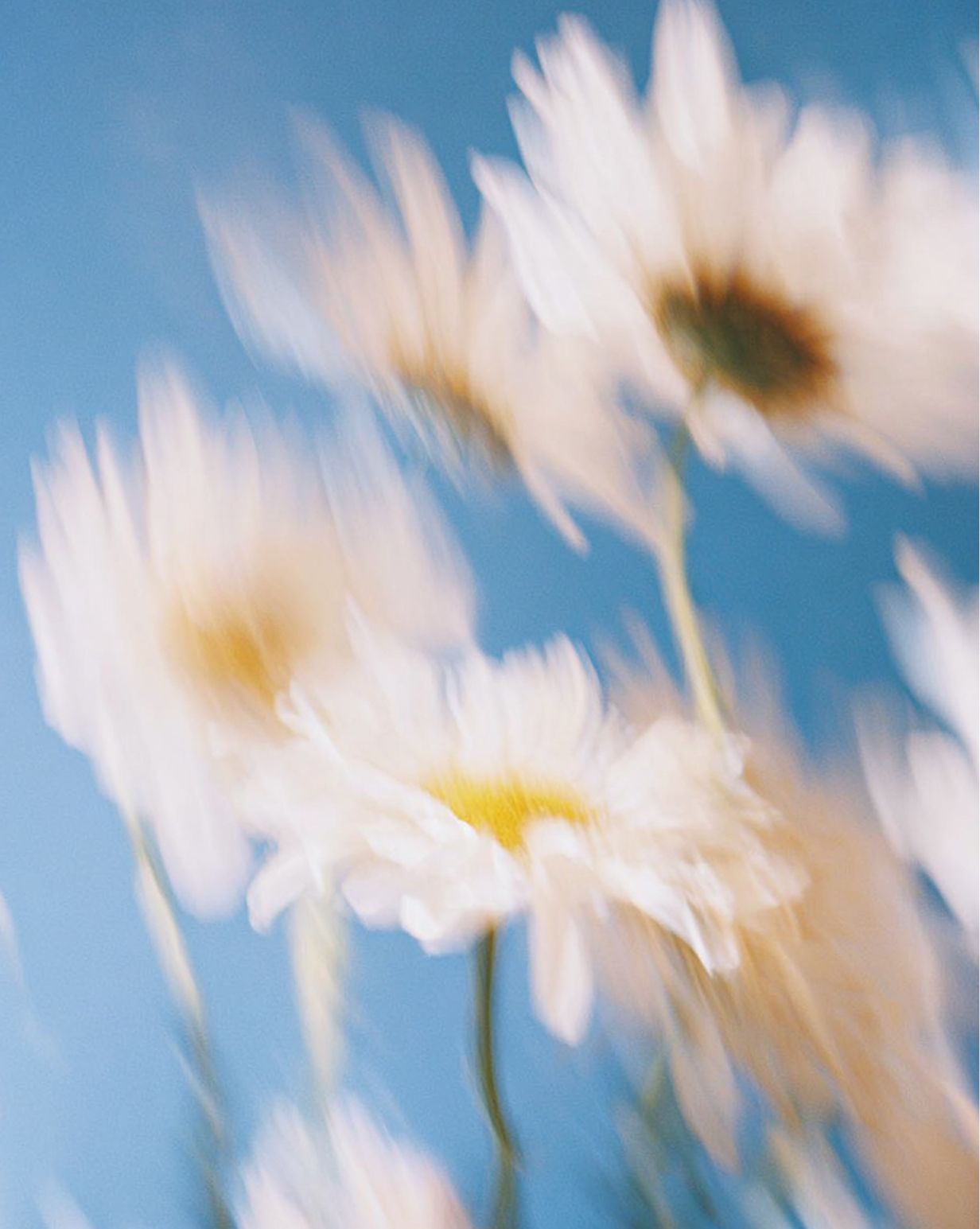 Soft-focus white daisies with yellow centers against a blue sky background