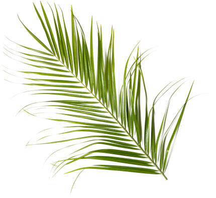Foglia di palma verde su sfondo bianco