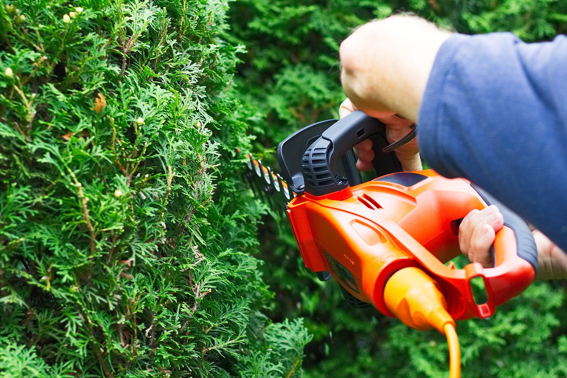 A person is cutting a hedge with a hedge trimmer.