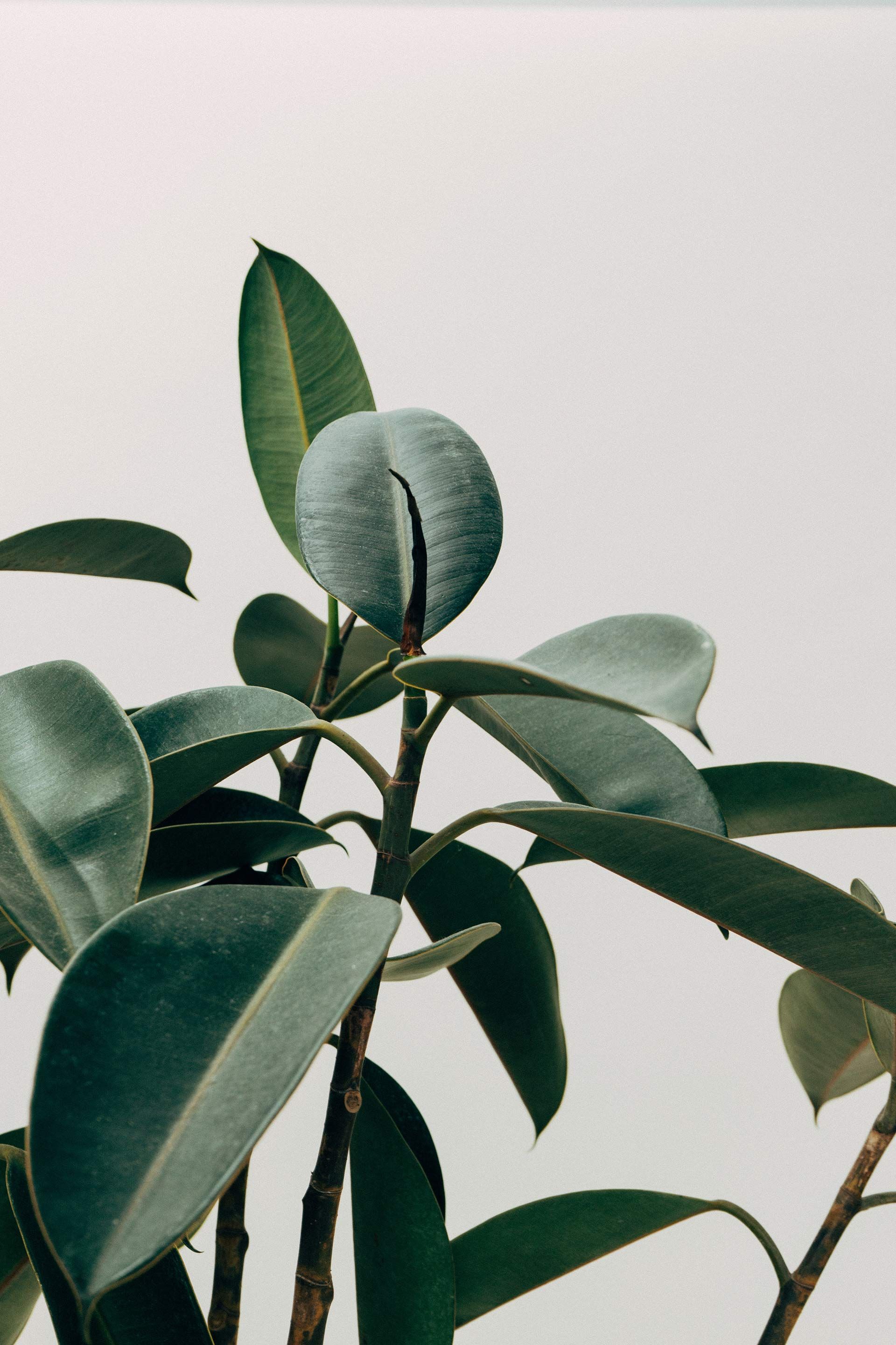 A close up of a plant with green leaves on a white background