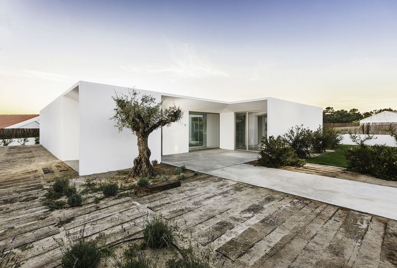 White modern home with a concrete path and an olive tree.