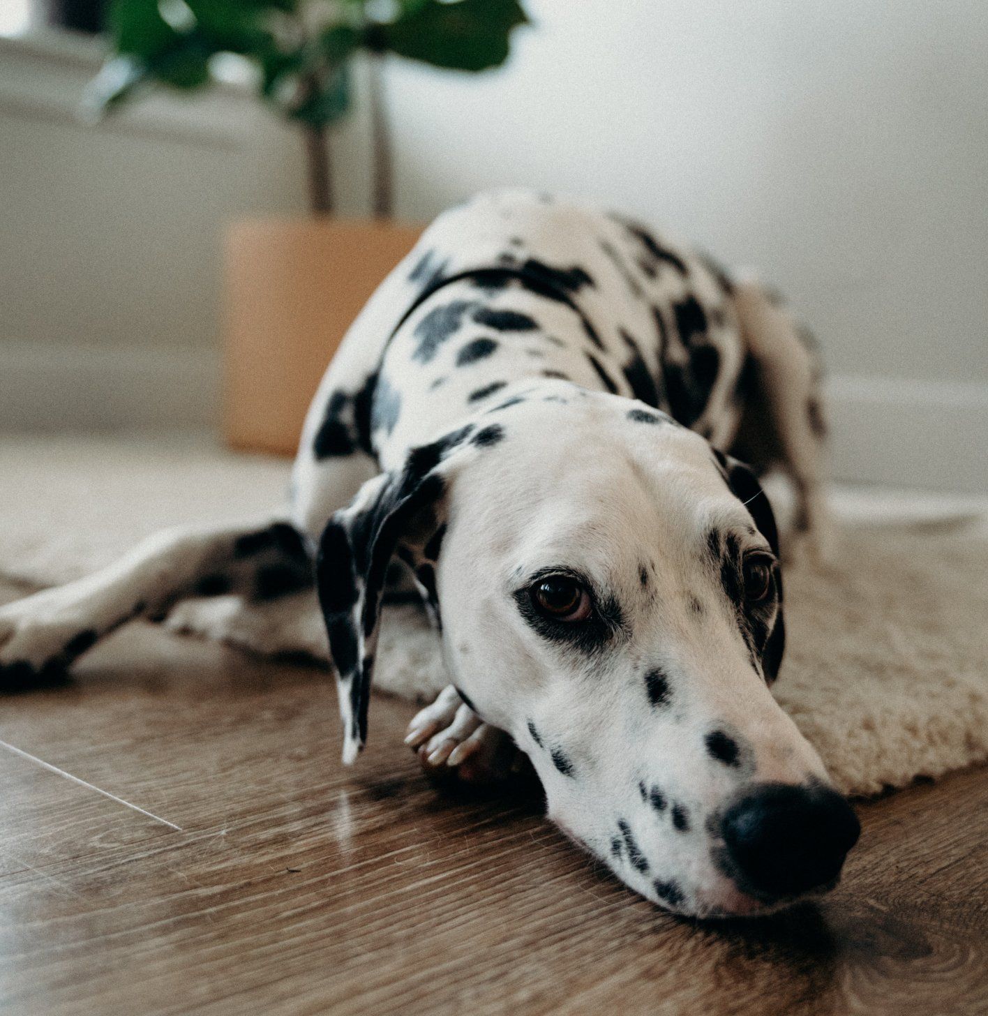 Een dalmatiër met zwarte vlekken ligt languit op een kleed op een houten vloer, vlakbij een potplant.