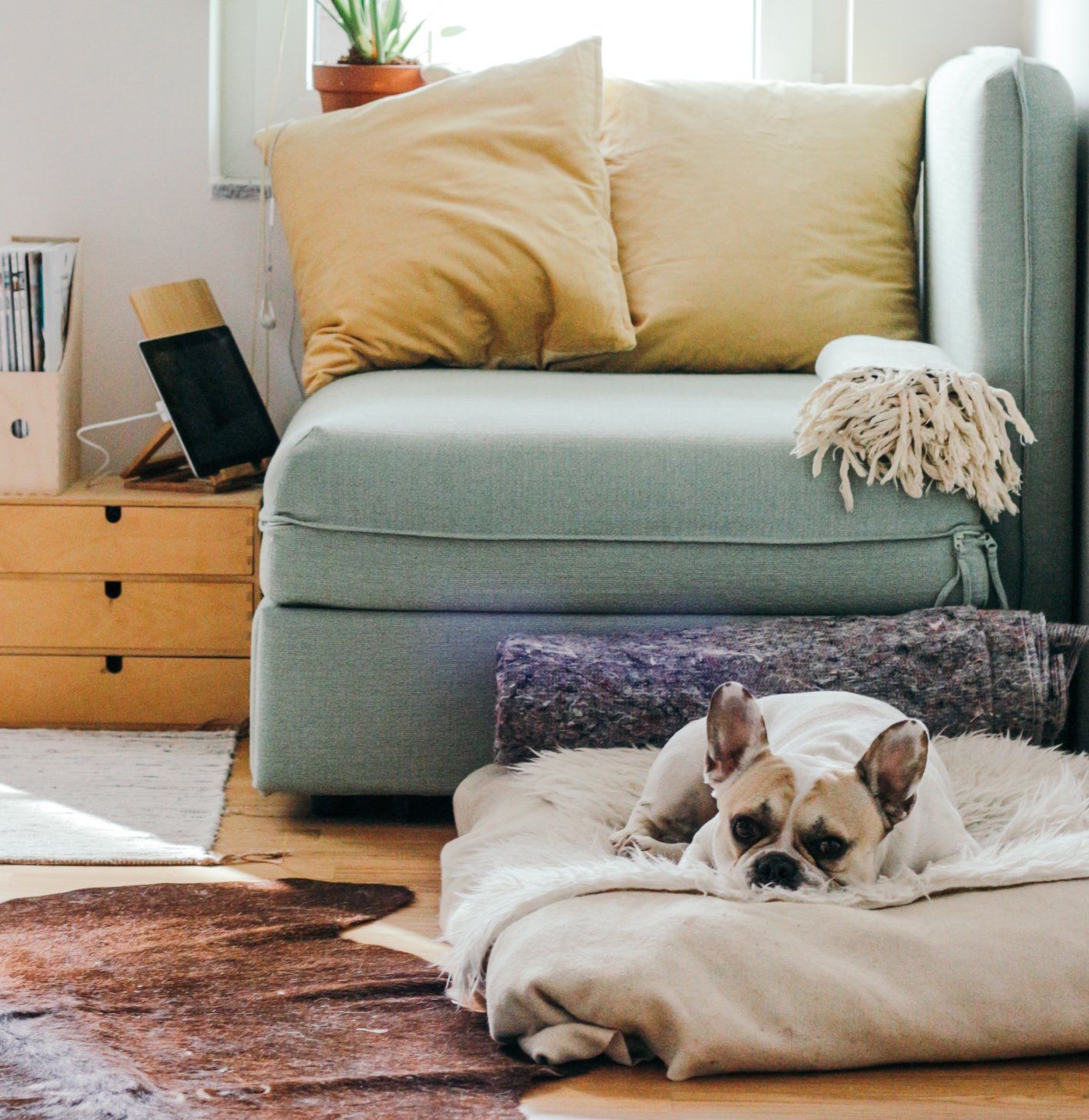 A dog is laying on a pillow in a living room