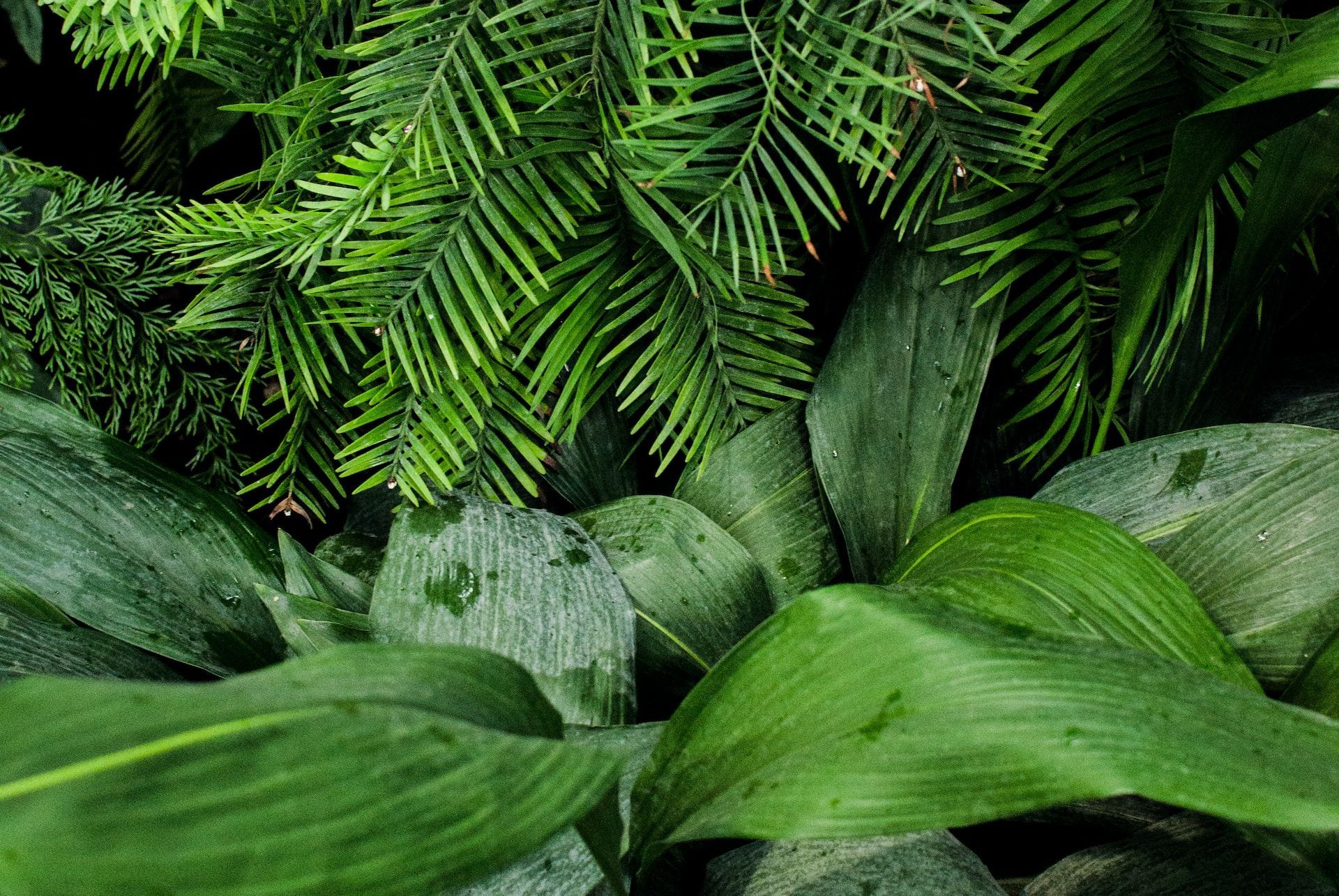 Lush green tropical leaves layered in a dense jungle-like scene