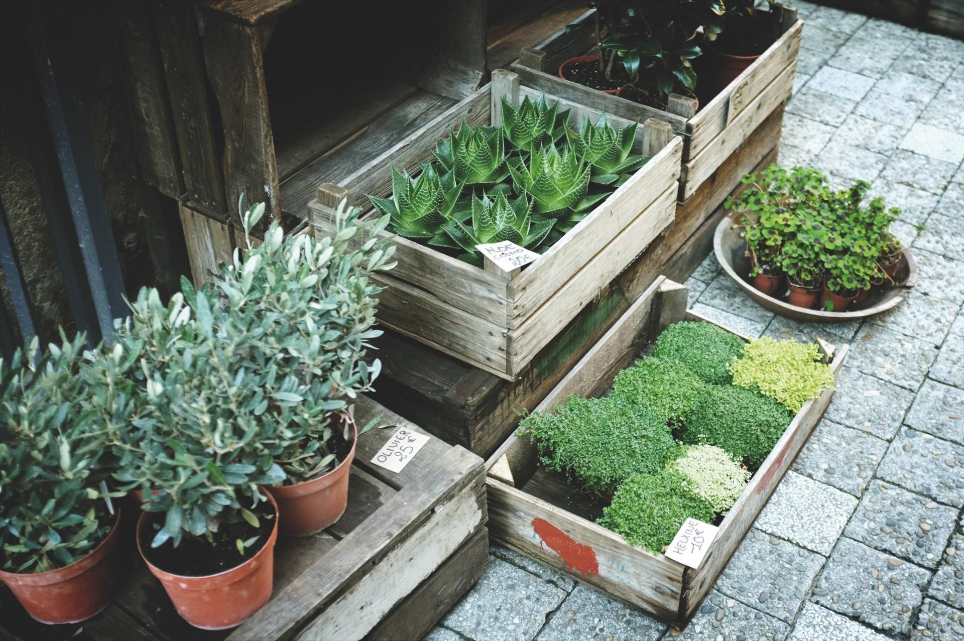 Various potted plants and succulents displayed in wooden crates and pots on a stone surface REIMOLDS Nursery.
