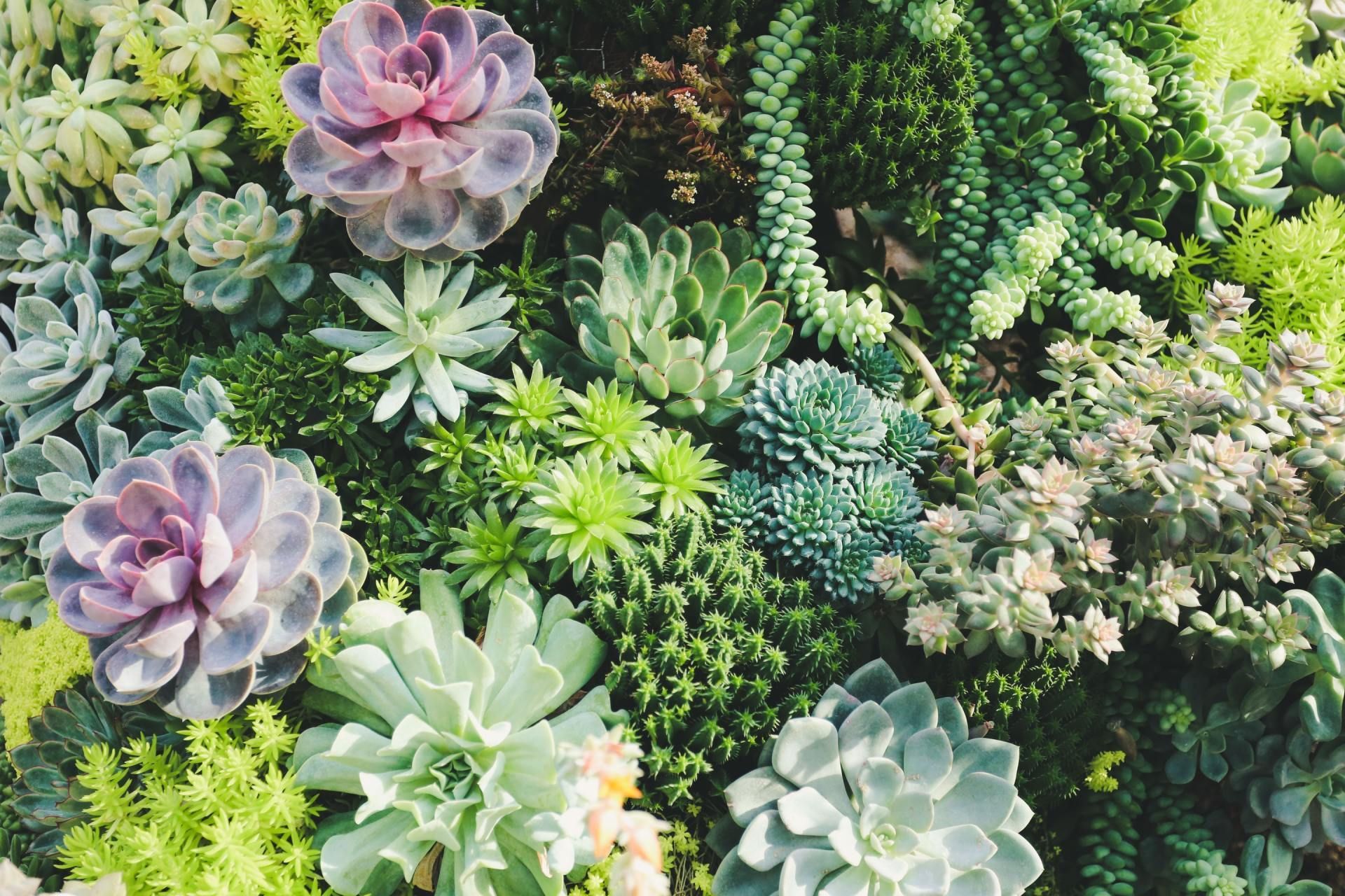 Assorted succulents in shades of green, purple, and yellow, densely packed together at REIMOLDS Nursery