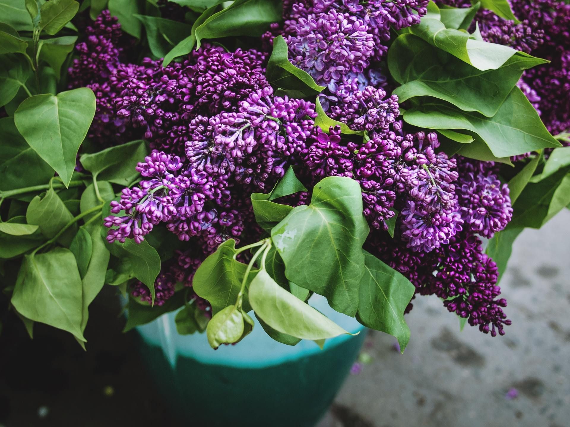 Purple lilac flowers with green leaves in a teal pot on a gray surface