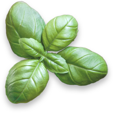 Green basil leaves.