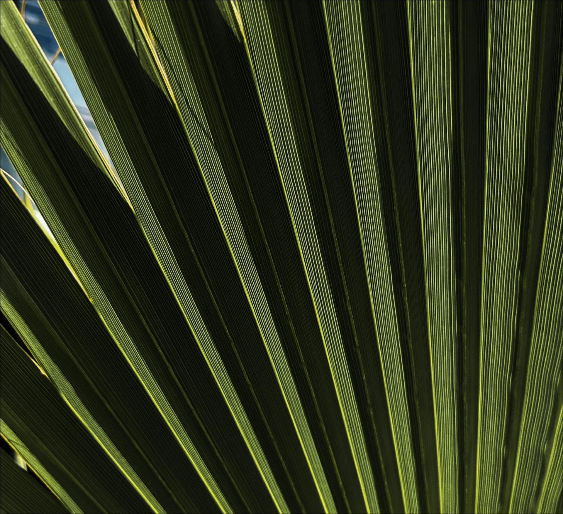 Close-up of green palm fronds fanning out in sunlight