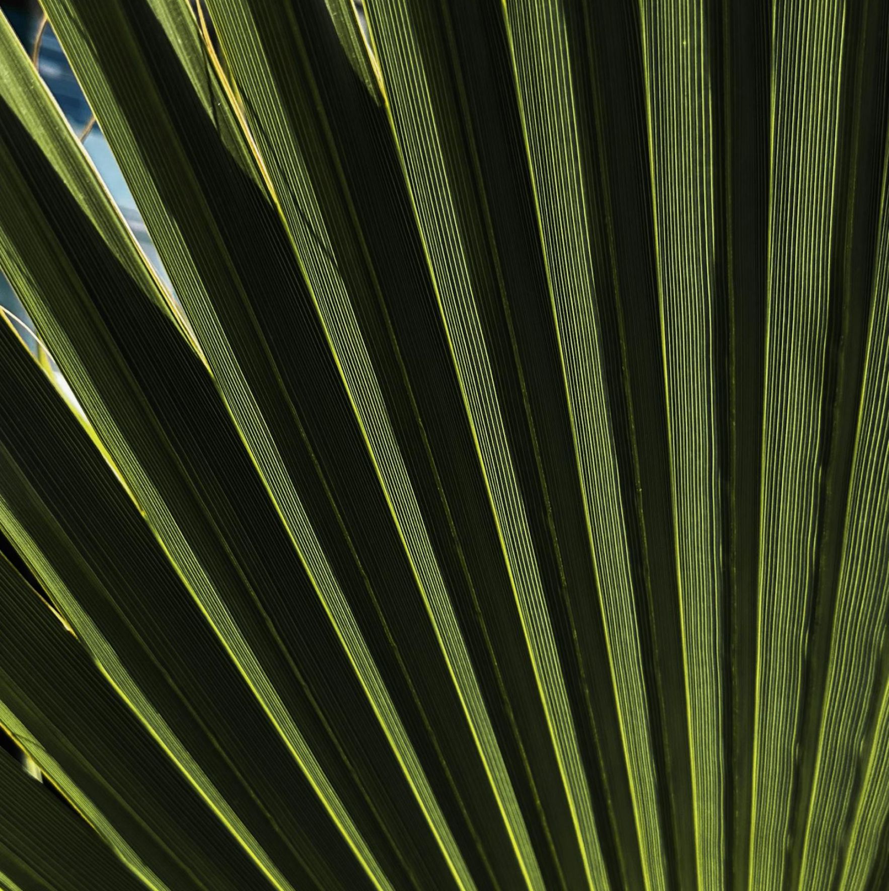 A close up of a palm tree leaf with the sun shining through it