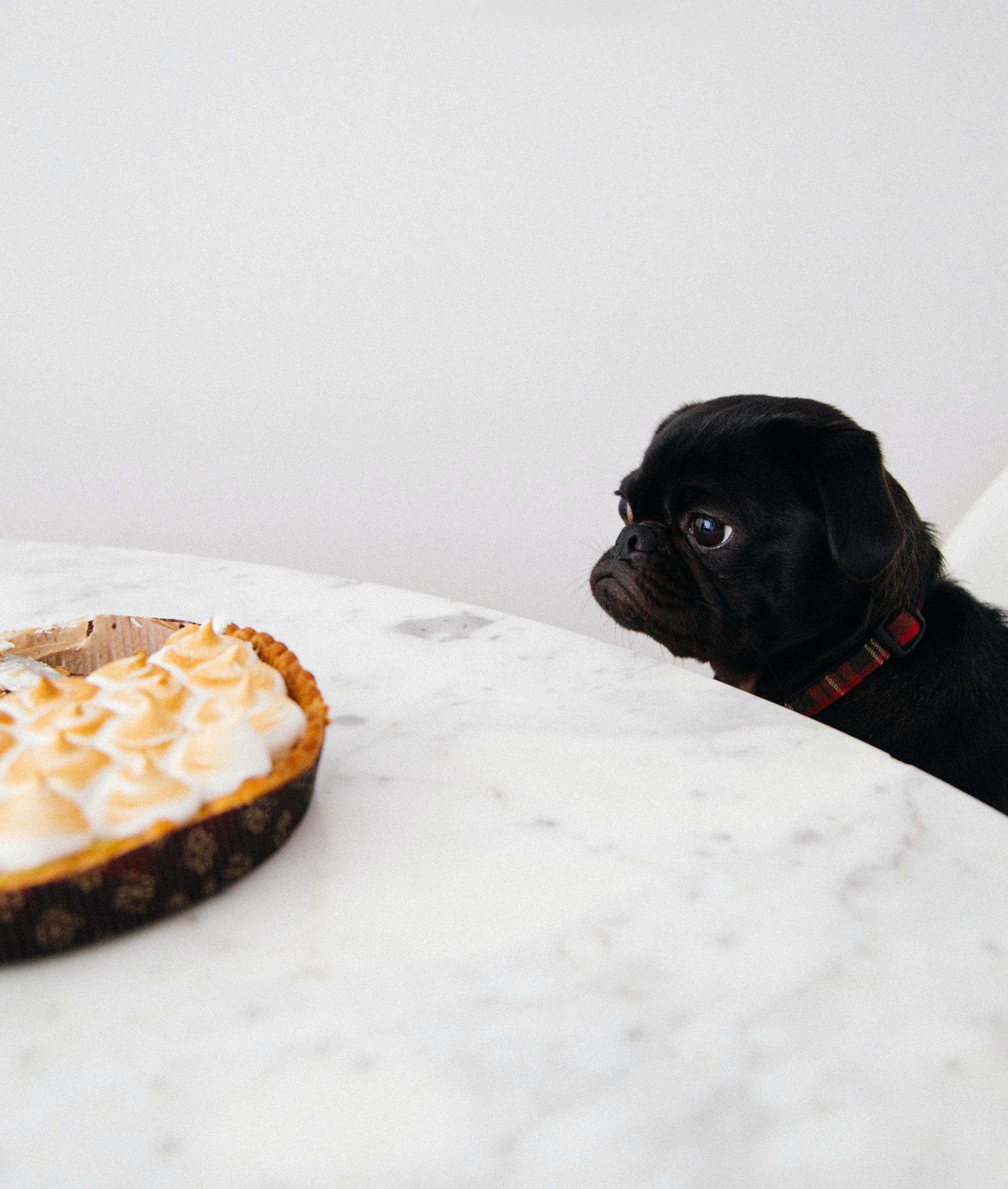 A black pug dog looking at a pie on a table