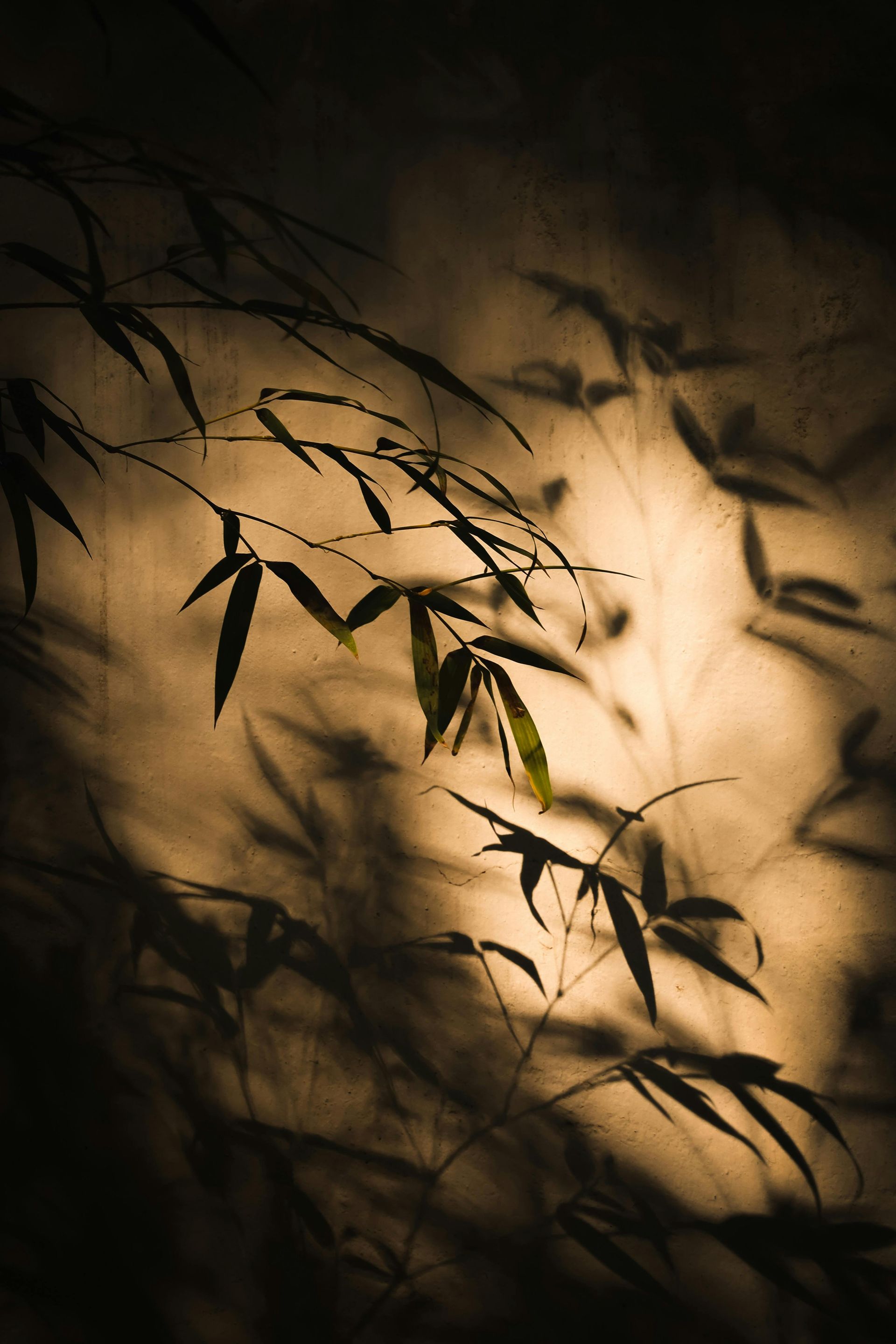 Shadows of bamboo leaves on a textured, tan wall, highlighted by warm sunlight.