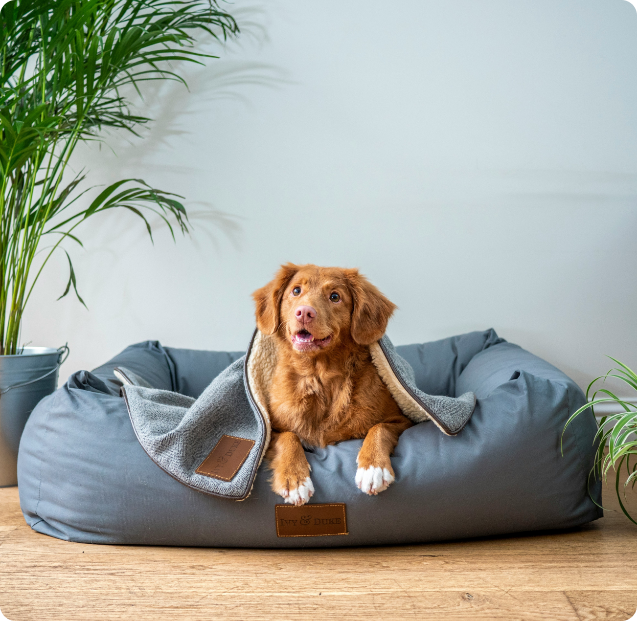 groom 'n zoom mobile pet spa logo PA