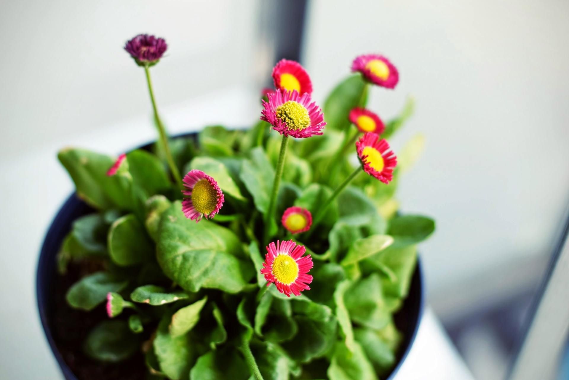 Potted flowers with bright pink and yellow blooms against a soft blurred background