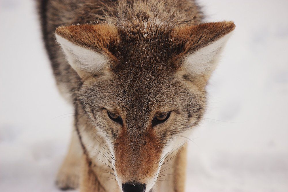 Primer plano de un coyote de pie en la nieve, con la cabeza baja y mirando hacia adelante.
