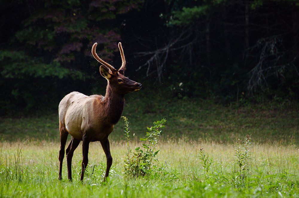 Elk standing in a grassy clearing at the edge of a dark forest