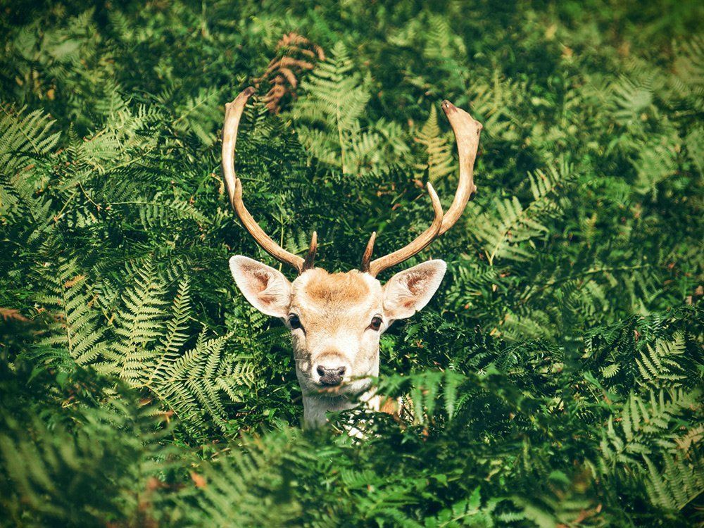 Deer with antlers peeking through green ferns in a dense forest