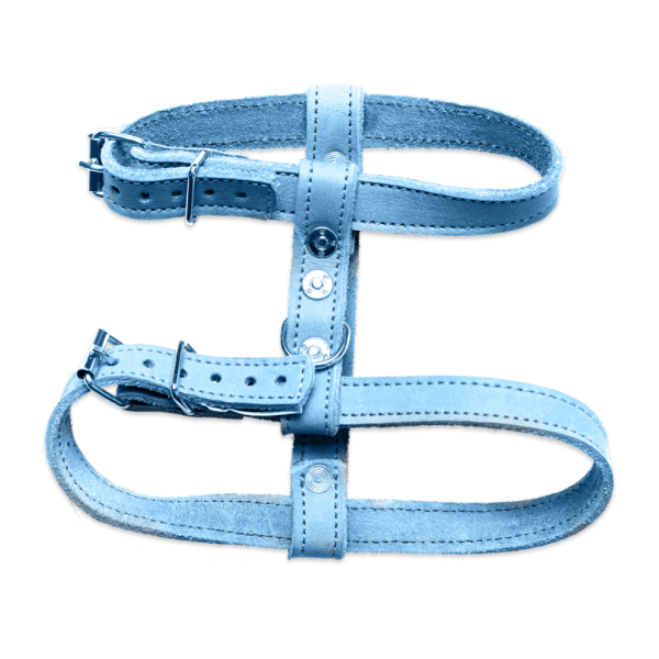 Blue Harness
