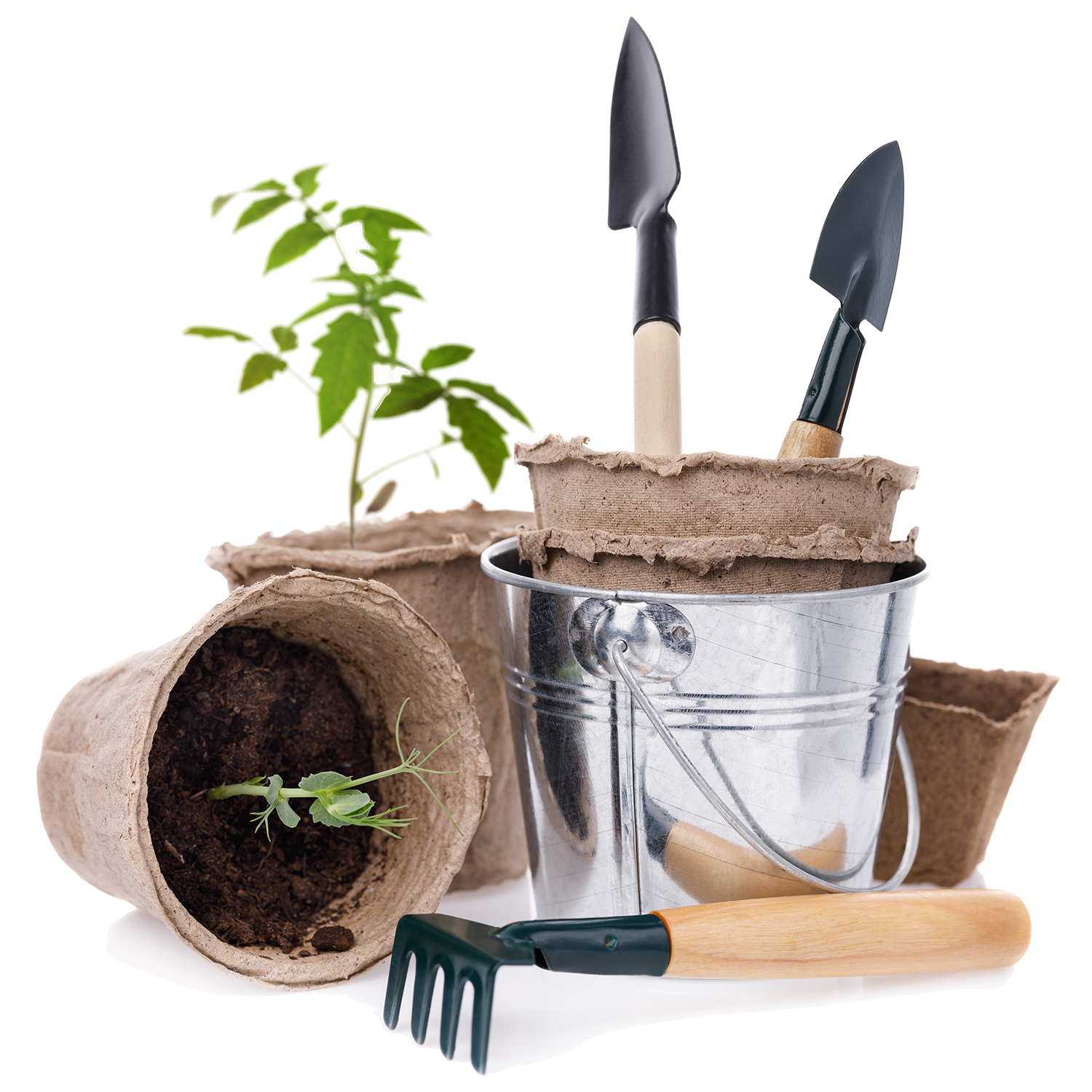 A plant is growing out of a pot next to gardening tools