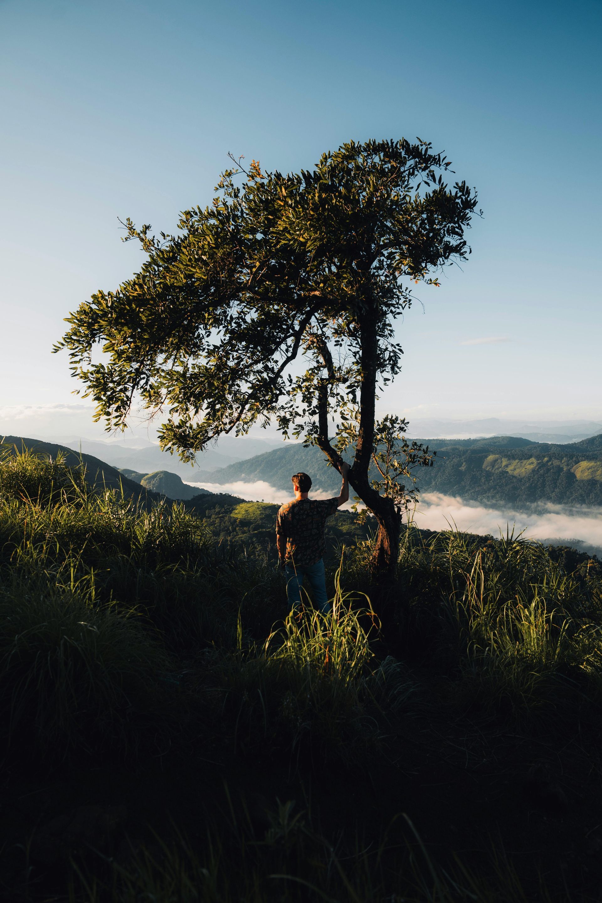 A person stands beside a tree on a hillside overlooking a misty, sunlit valley under a clear blue sky.