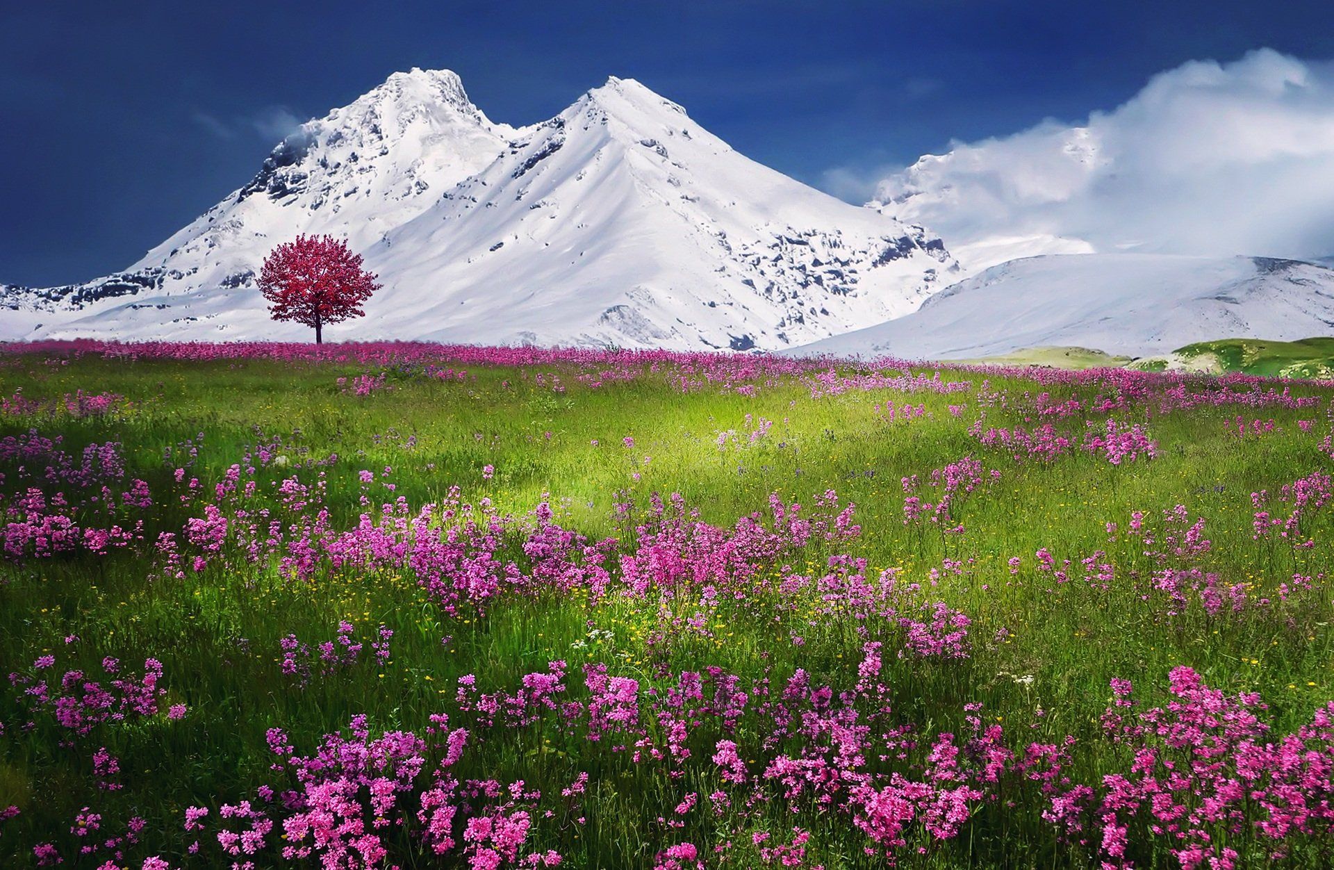 Blumenwiese vor schneebedeckten Bergen