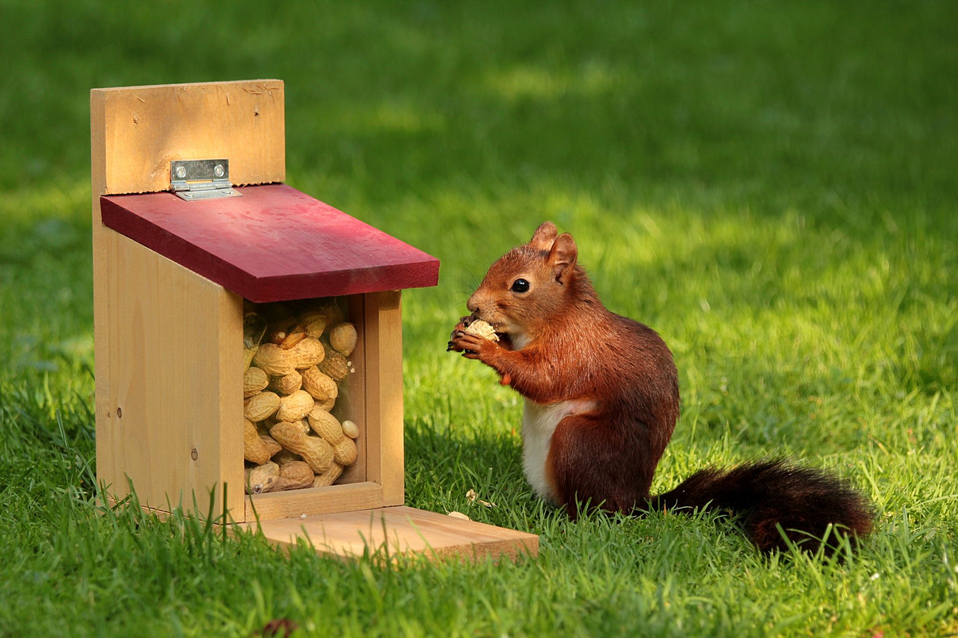 squirrel next to bird feeder