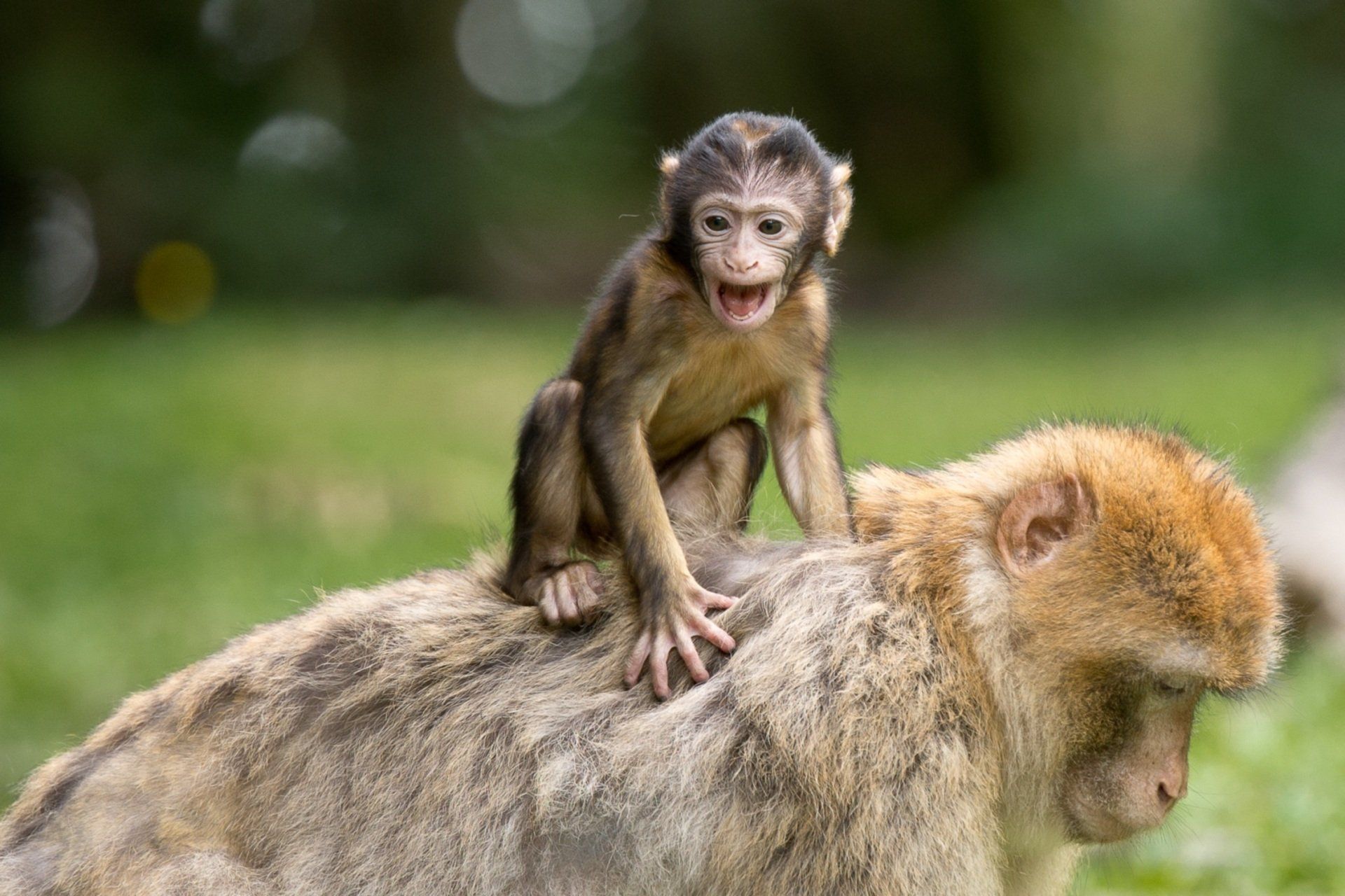 Affenberg Salem Berberaffen Baby und Mama 
