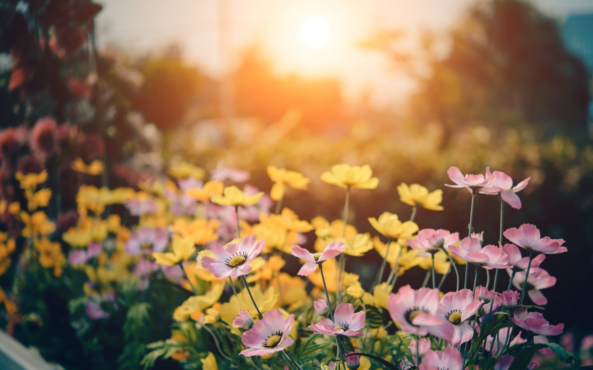 flower garden