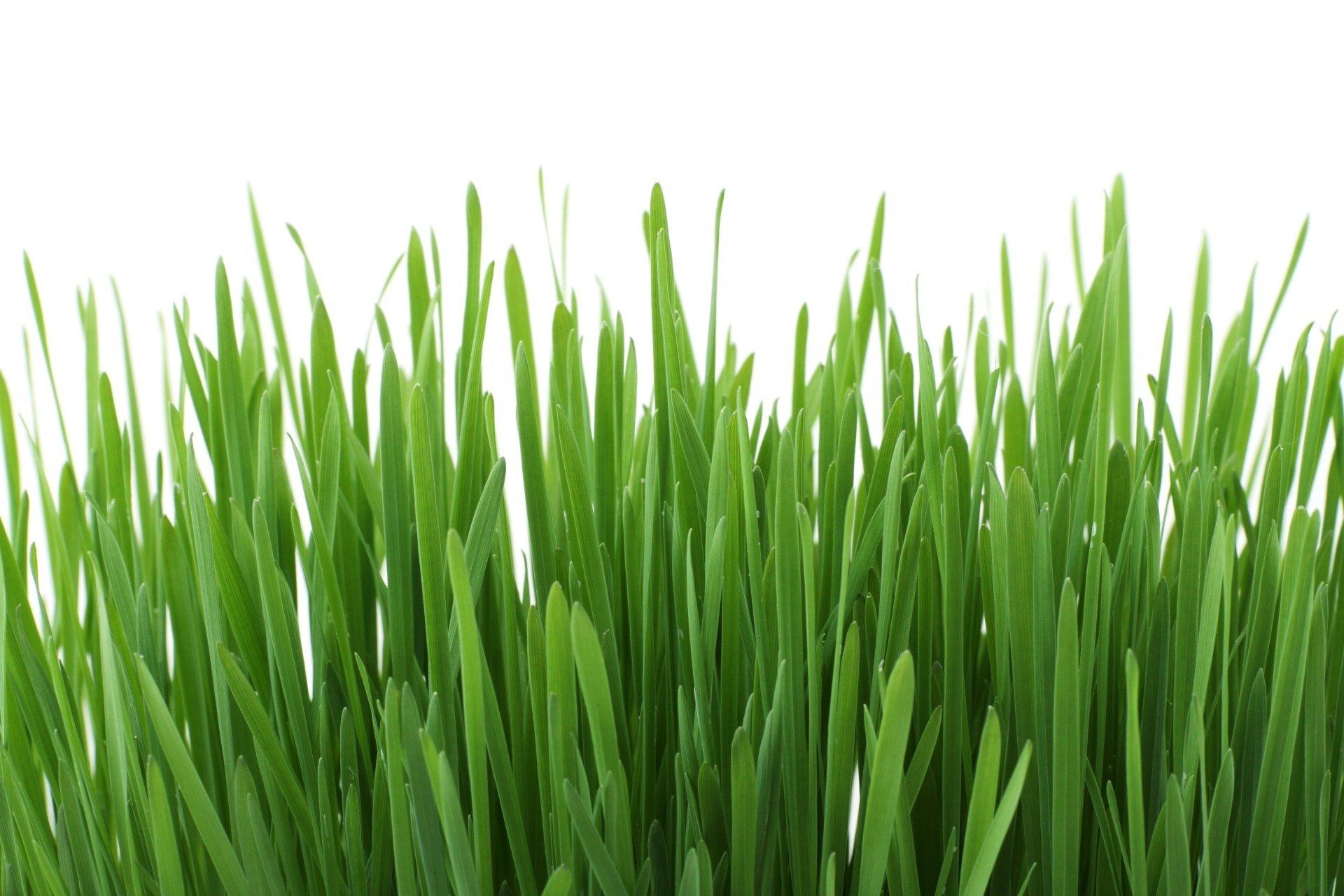 backyard turf