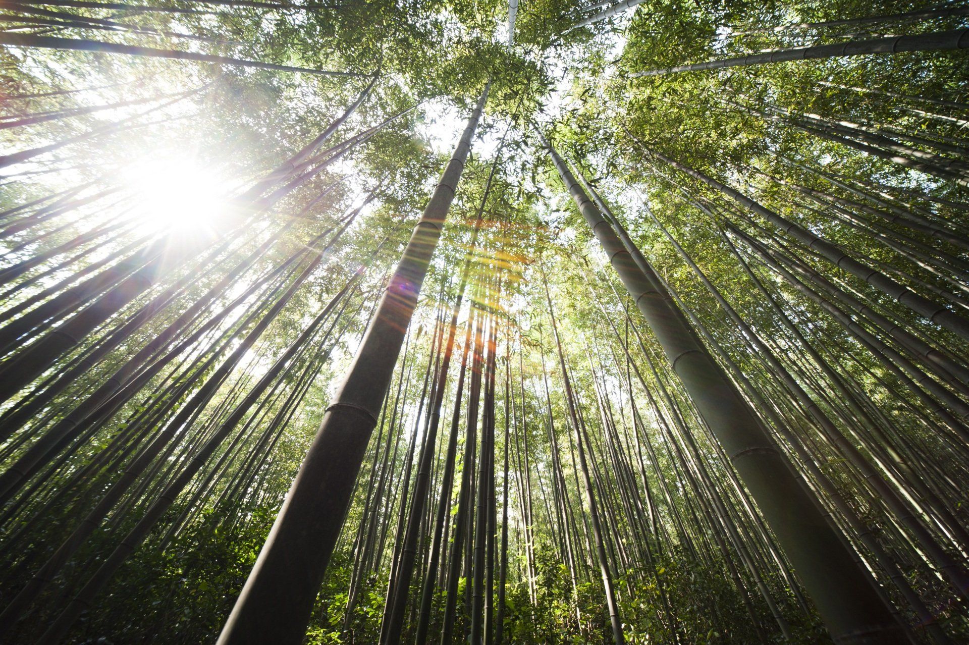 The sun is shining through the trees in a bamboo forest.