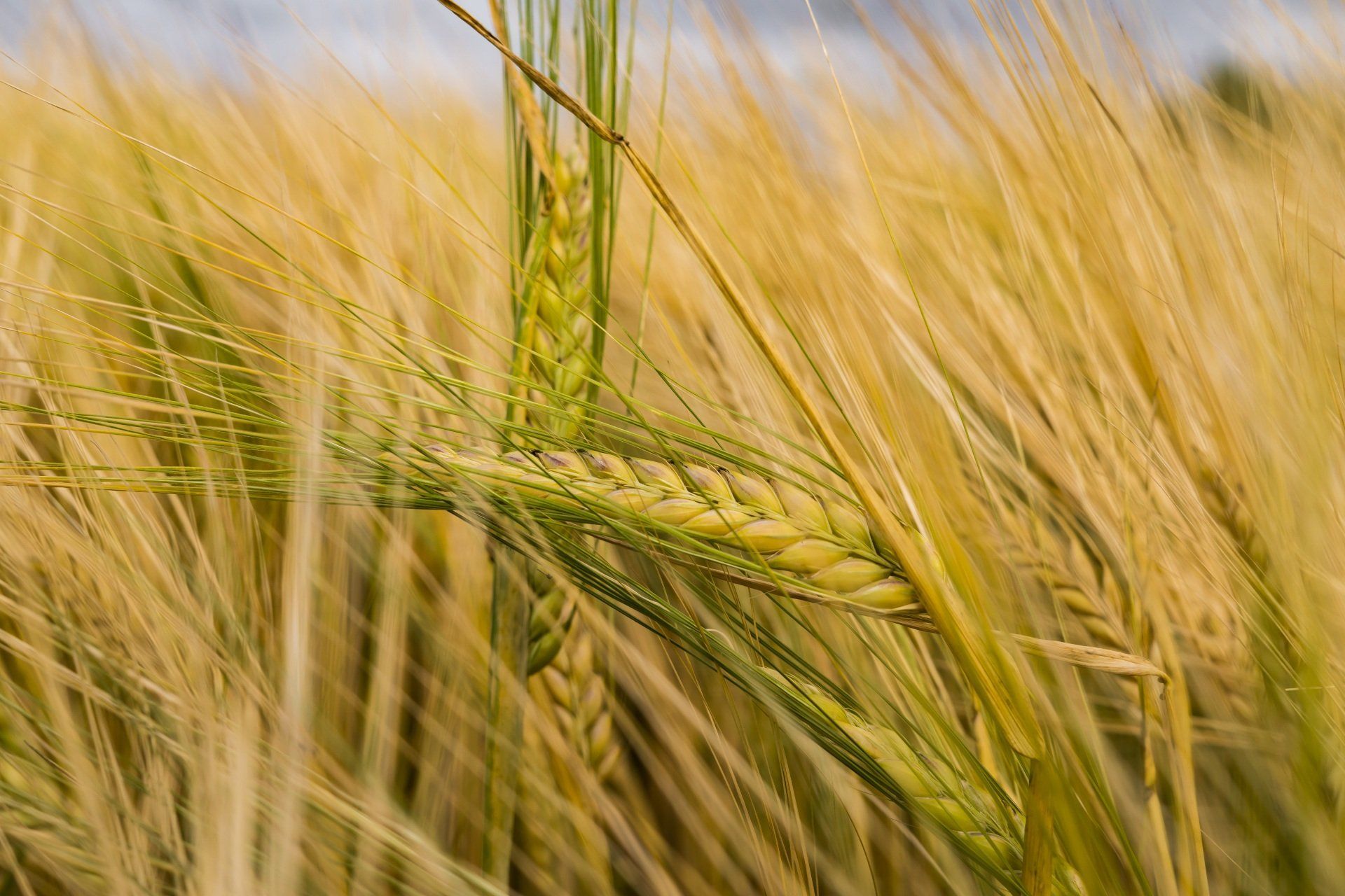 the sun is setting over a field of wheat
