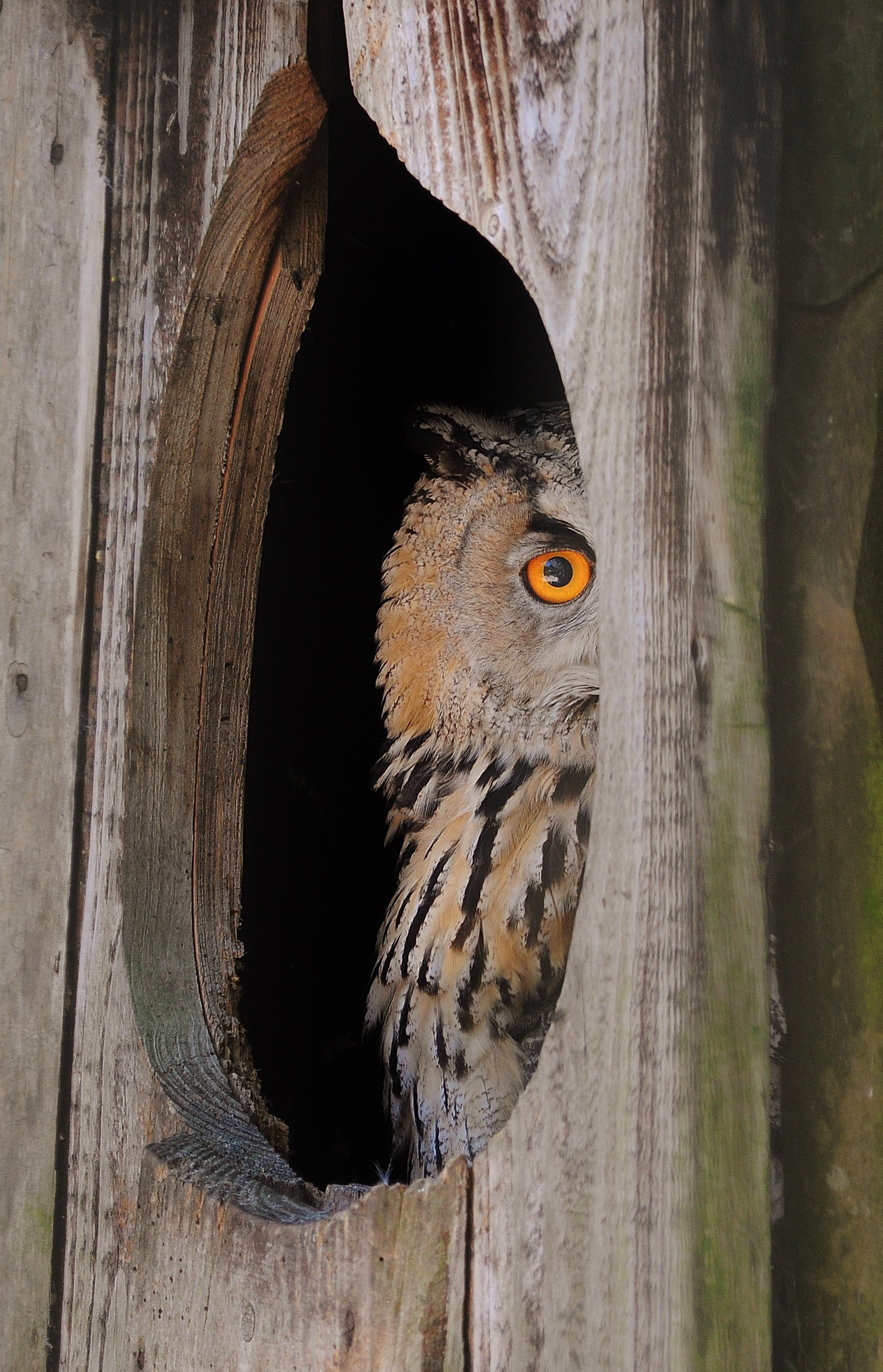 owl 