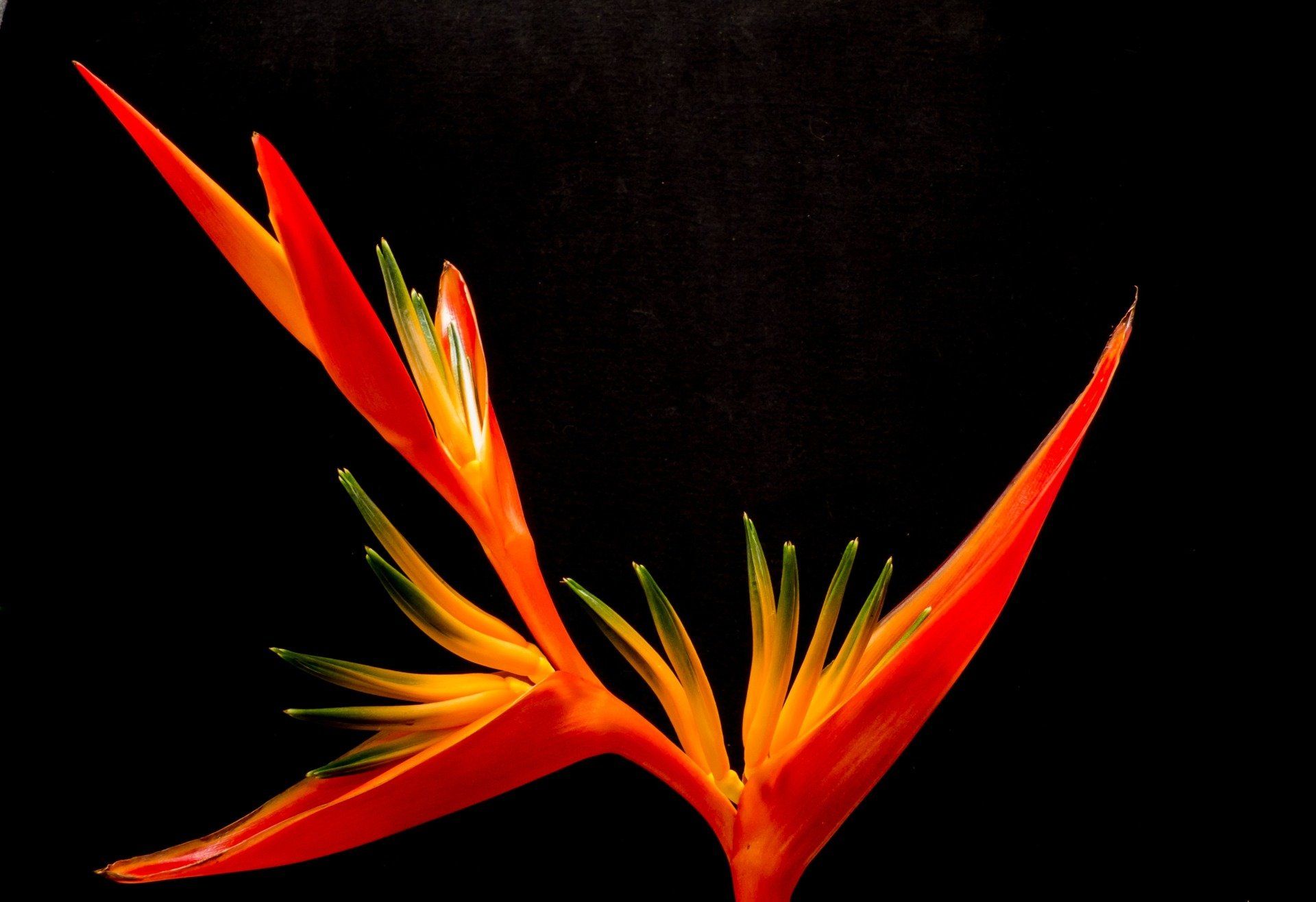 röd och orange papegojblomma
