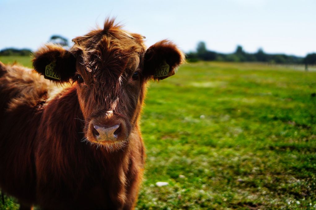 Brown cow standing in a green pasture under a blue sky