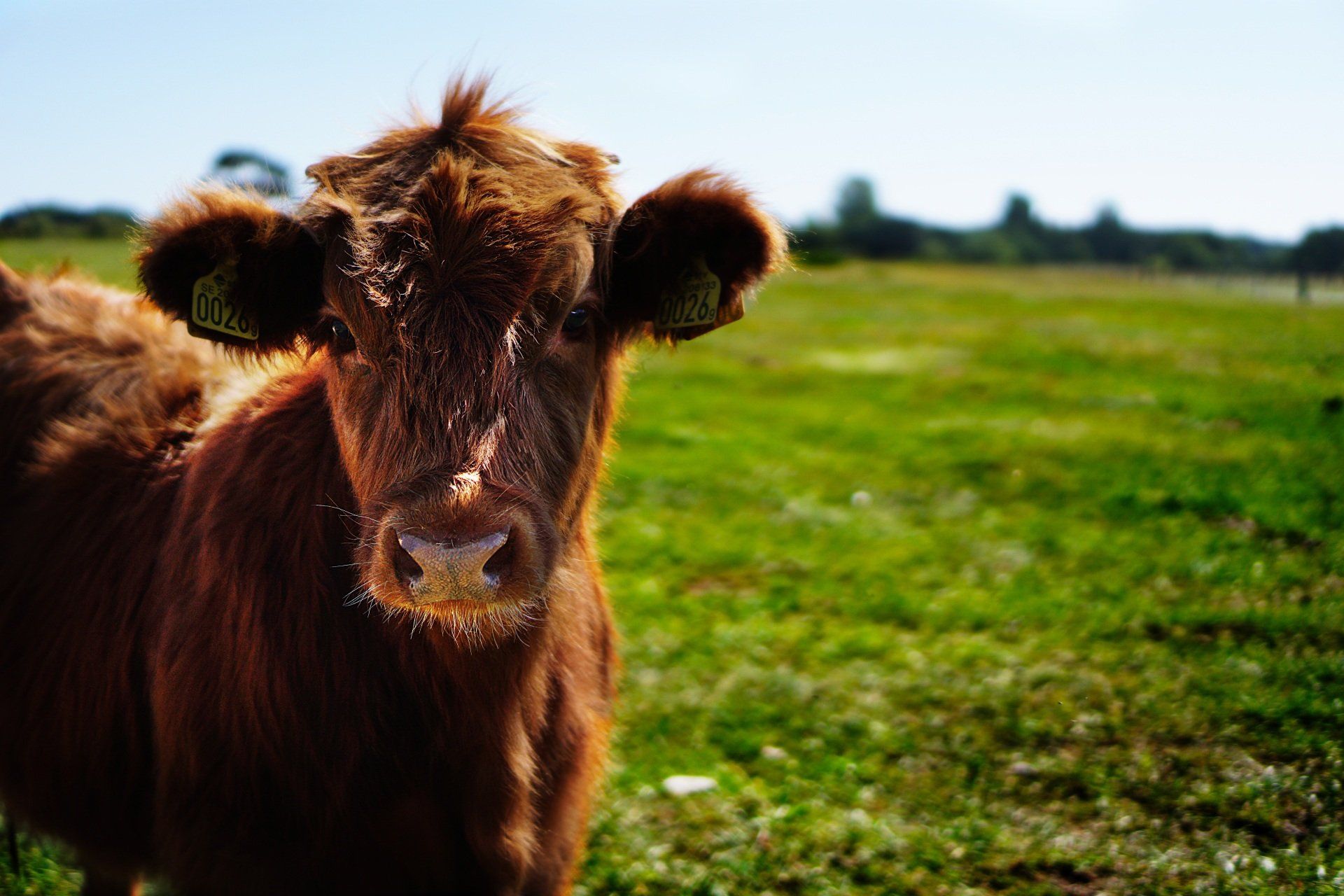 A brown cow is standing in a grassy field looking at the camera.